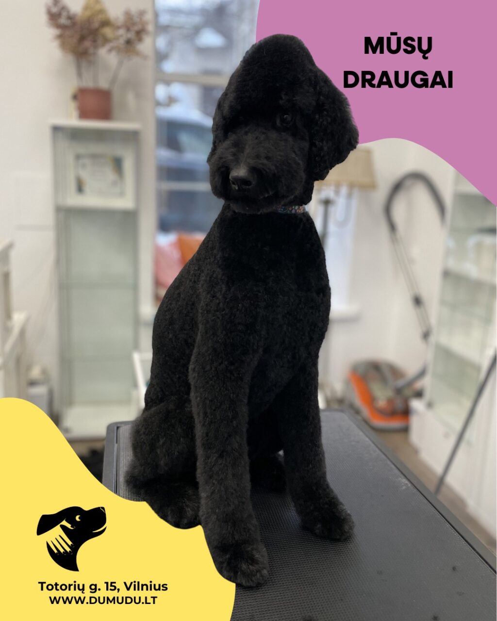 Instagram post from dumudu_vilnius. This post is in position 8.