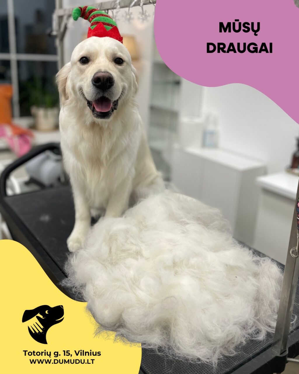 Instagram post from dumudu_vilnius. This post is in position 12.