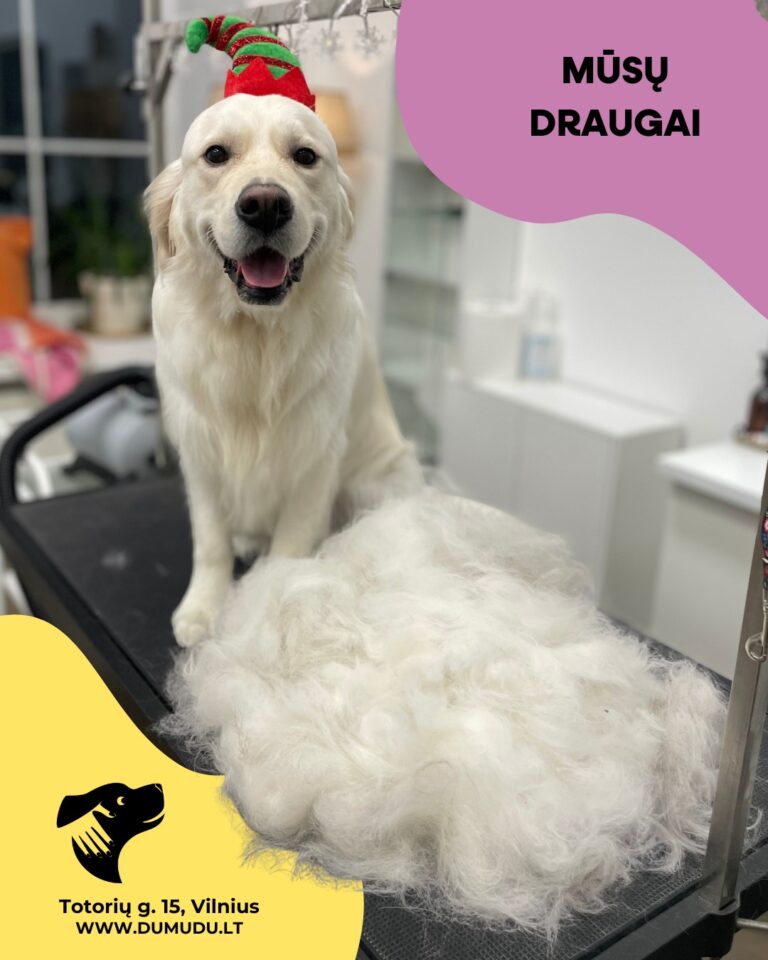 Instagram post from dumudu_vilnius. This post is in position 13.