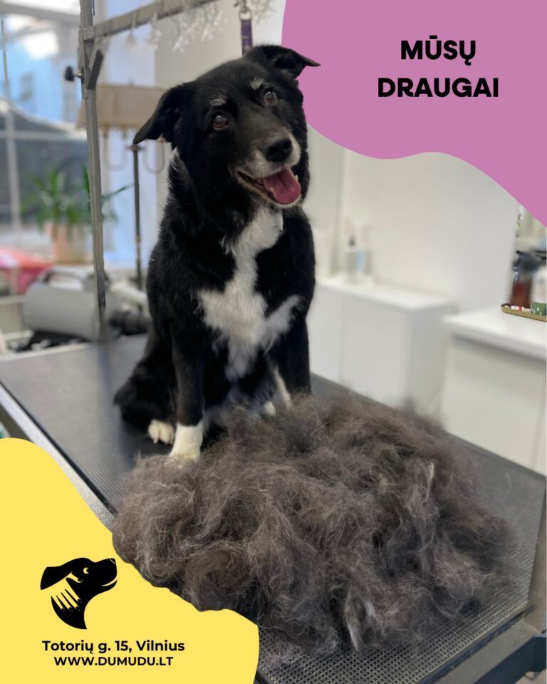 Instagram post from dumudu_vilnius. This post is in position 2.