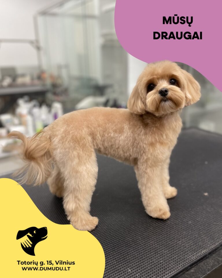 Instagram post from dumudu_vilnius. This post is in position 8.