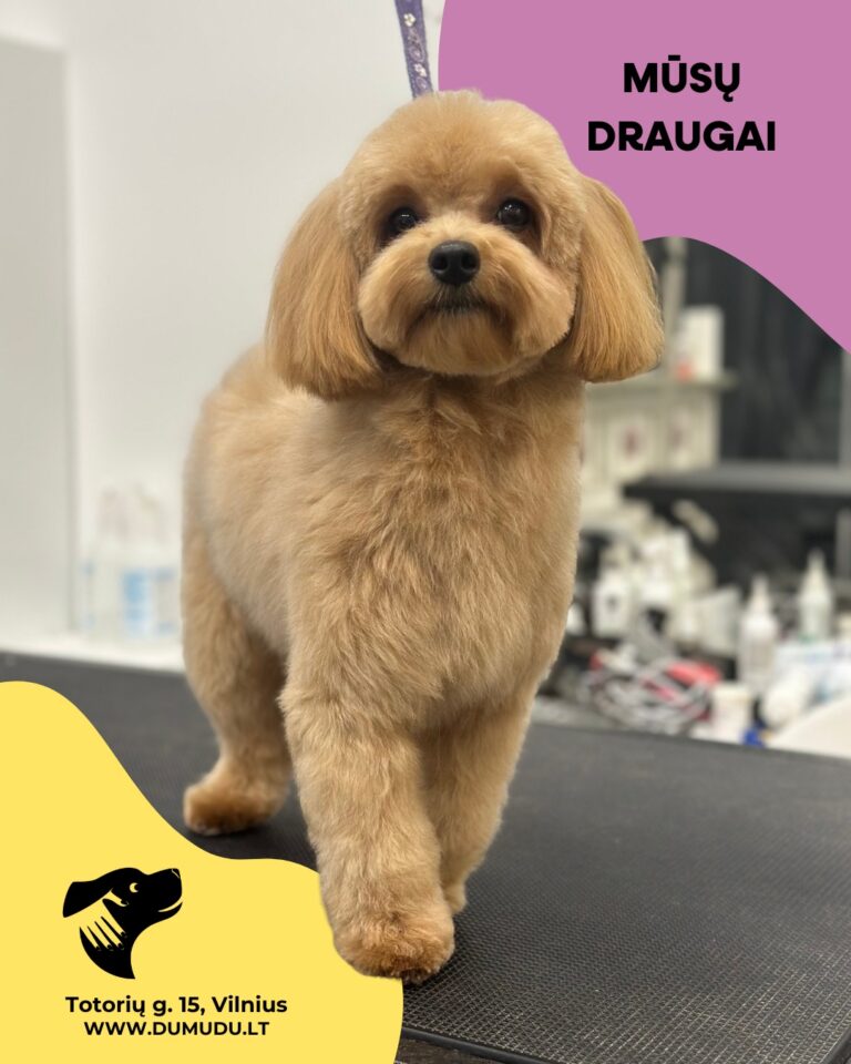 Instagram post from dumudu_vilnius. This post is in position 5.